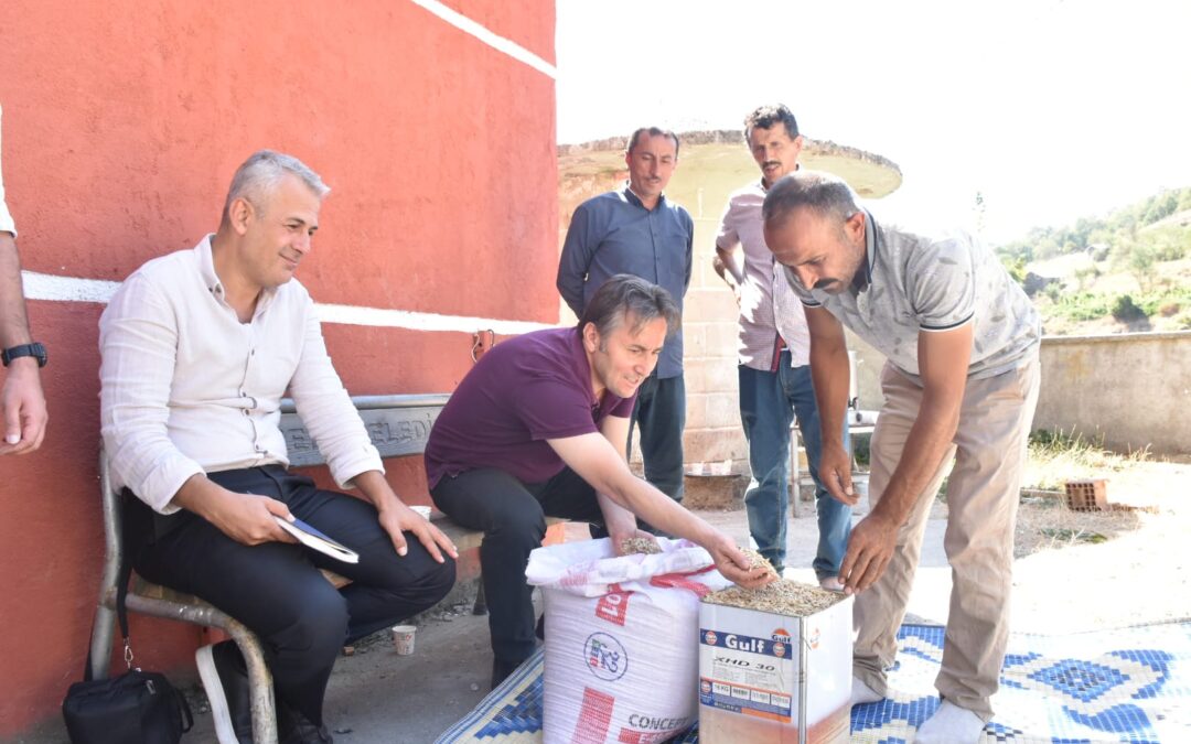 Belediye Başkanımız Hüseyin Kıyma Büyükkırık Mahallemizde üretilen organik ata tohumu siyezin hasatını yerinde inceledi